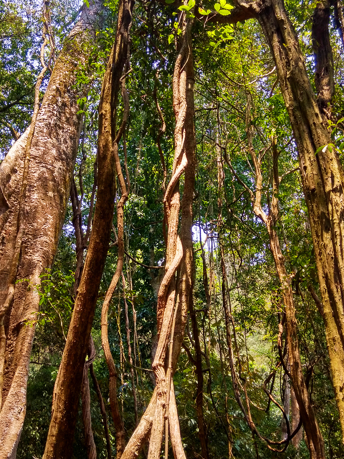 热带植物园名花异木荟萃,有一种树木竟会恩将仇报