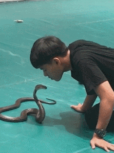 小伙子是不是单身太久了,连蛇都已经敢去亲一亲了,我佩服你的勇气