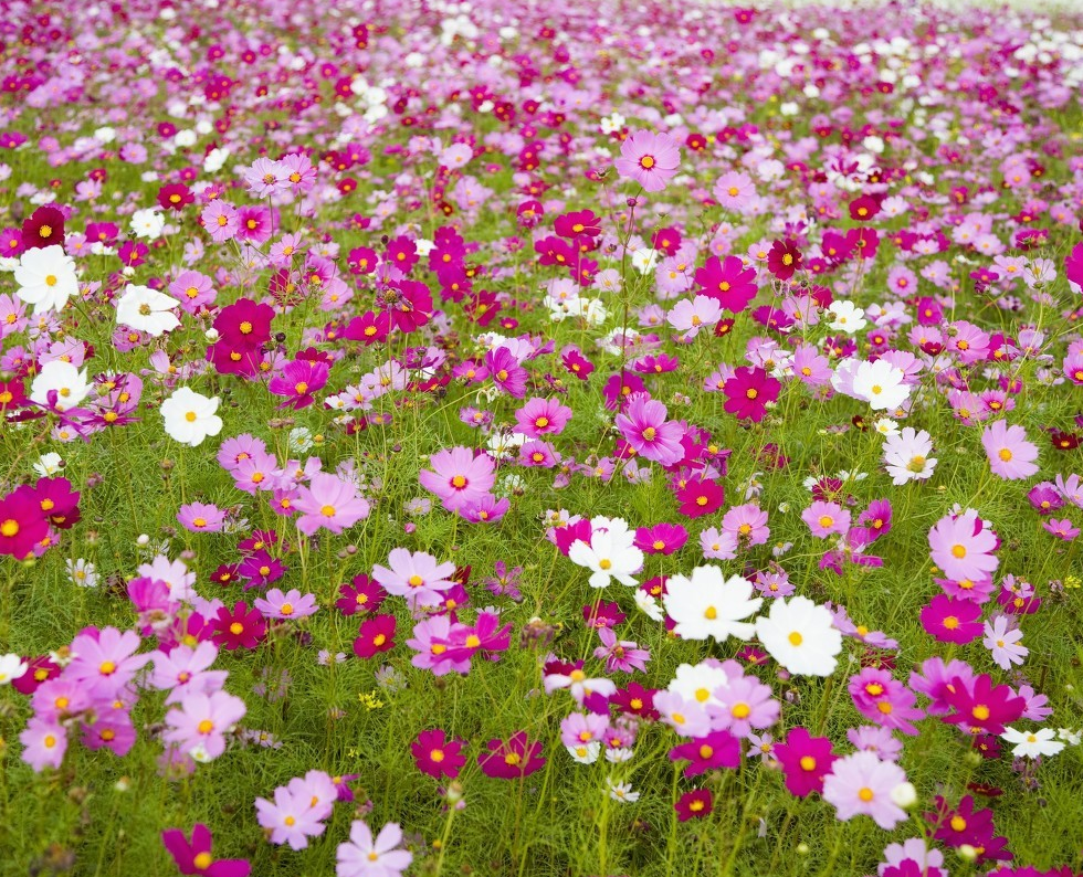 "春城无处不飞花,昆明鲜花四季盛开,处处都是赏花儿的地方,处处都有