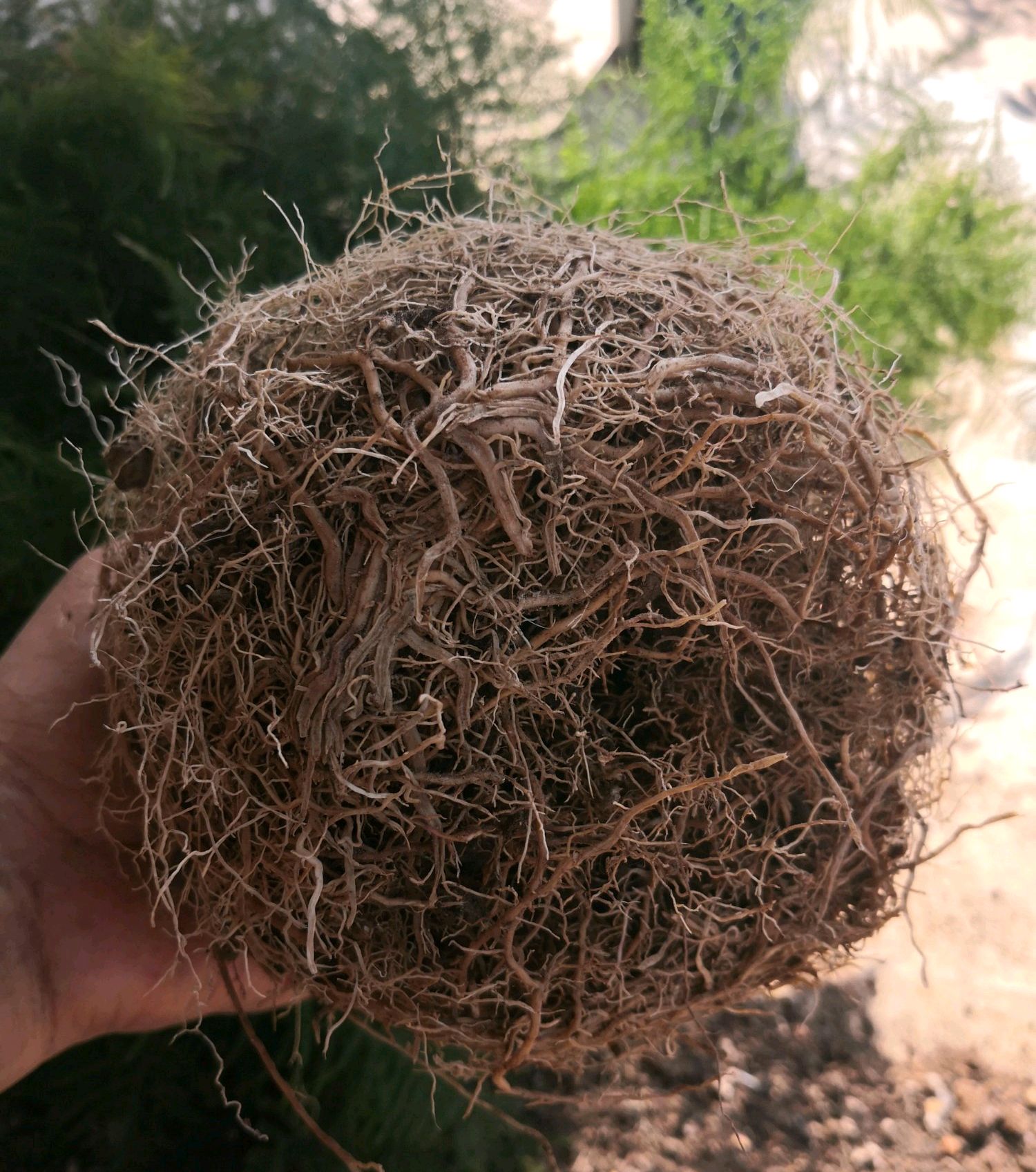 文竹爆盆太拥挤?一狠心,暴力拆分,一盆变三盆,根更旺叶更茂