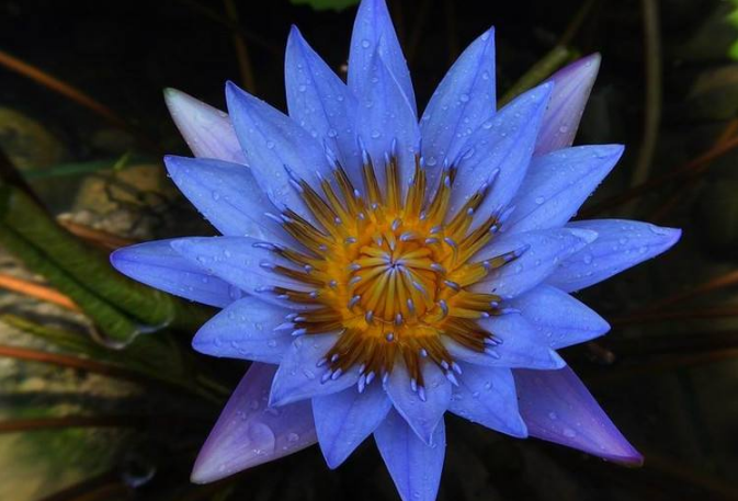 全球十大最稀有的奇特花