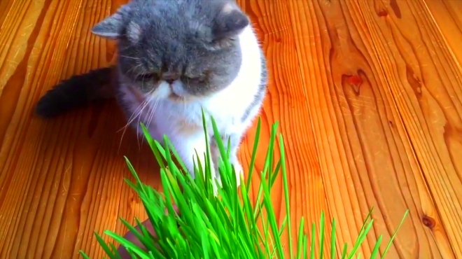 猫咪要是每天都能这样吃草,那真是给我节约一大笔开销