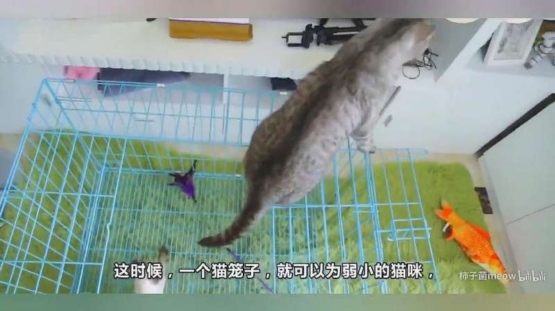 猫被关在笼子养的技巧,笼子3个作用不可替代