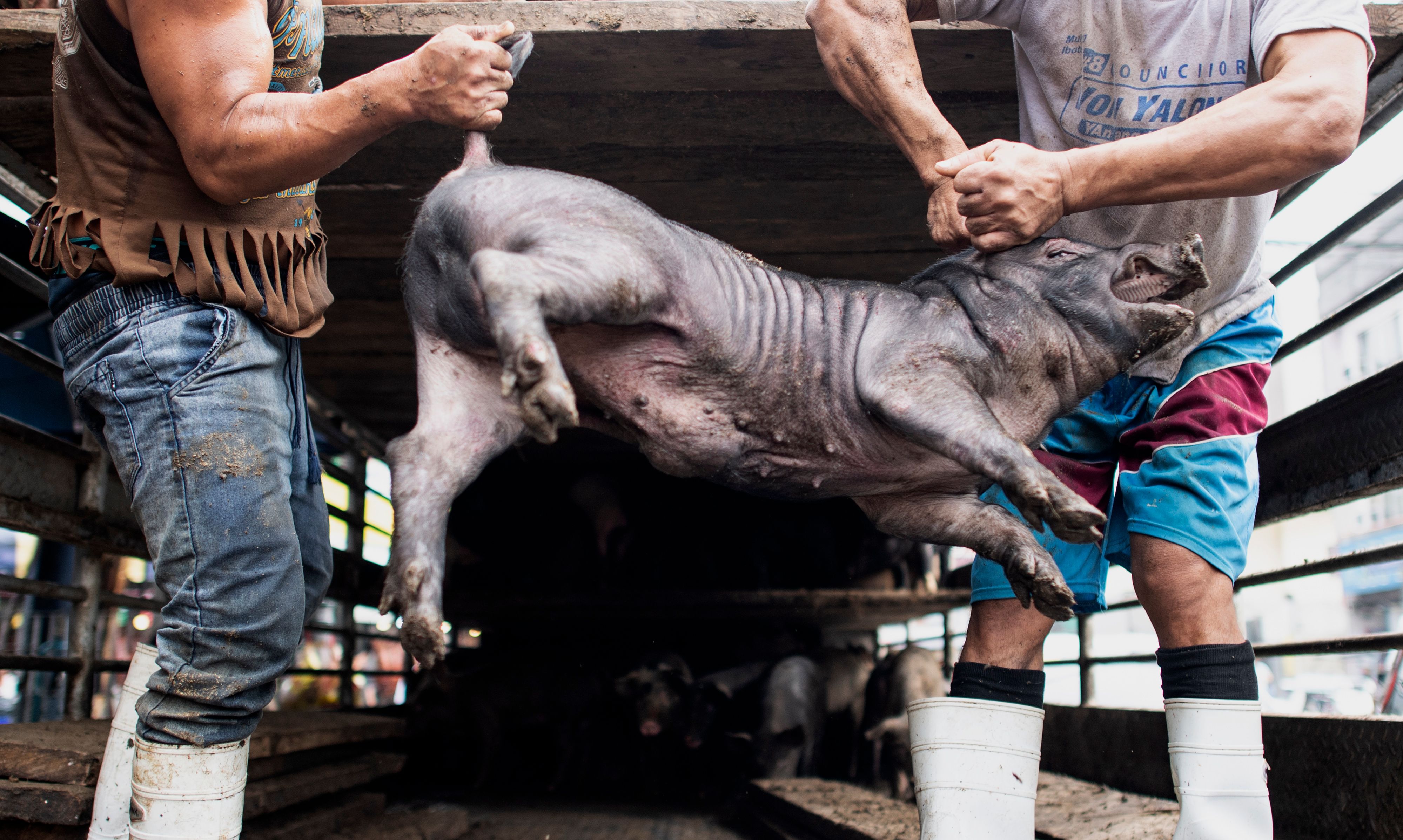 菲律宾的圣诞烤乳猪大餐(3)