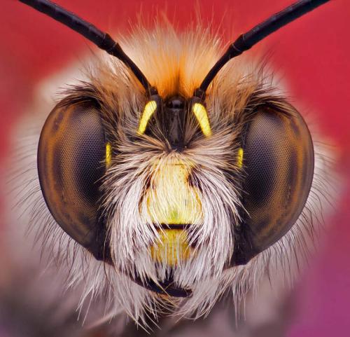 科技:飞蛾的眼睛激发了新科技