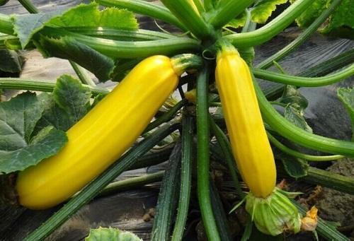 西葫芦经常吃,"金色"的见过吗?能赏能吃味道好,名叫黄金瓜