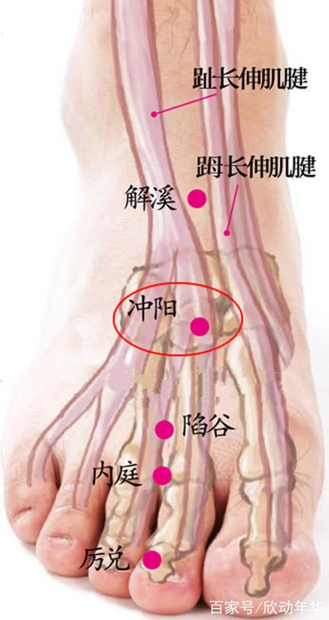 足陽明胃經(腿部)穴位準確定位