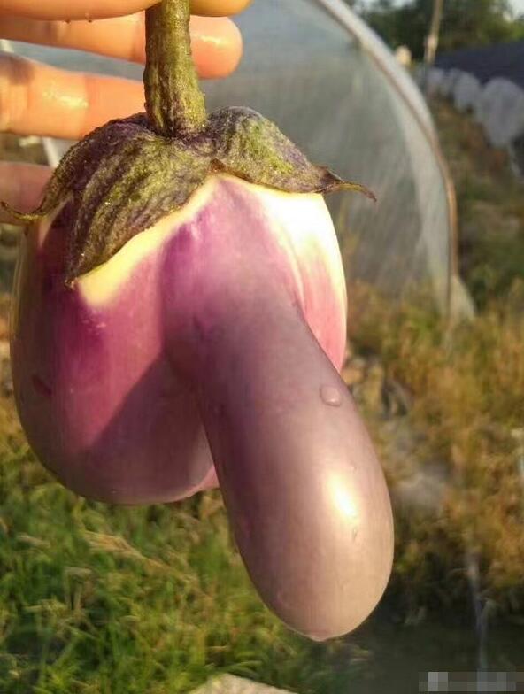 选茄子是直的口感好还是弯的好?三招选出好茄子,轻松带走三碗饭