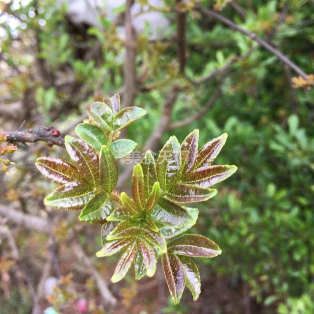 花椒芽炒牛肉图片