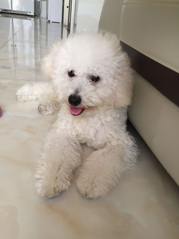 网友发现比熊犬掉毛严重,拿起剪刀就开始给它剪毛