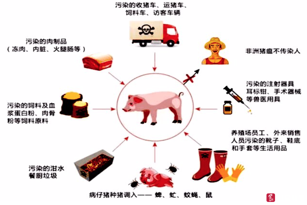 关于非洲猪瘟你想知道的事,都在这本《非洲猪瘟防控20问》里了