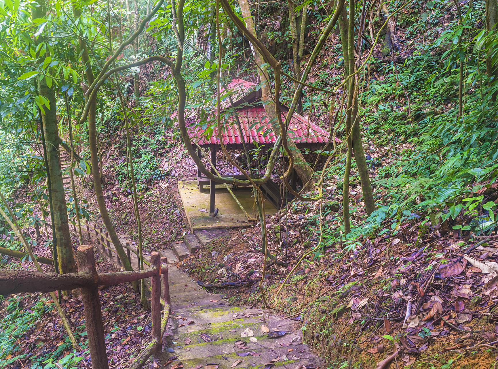 岳麓山鸟语林图片