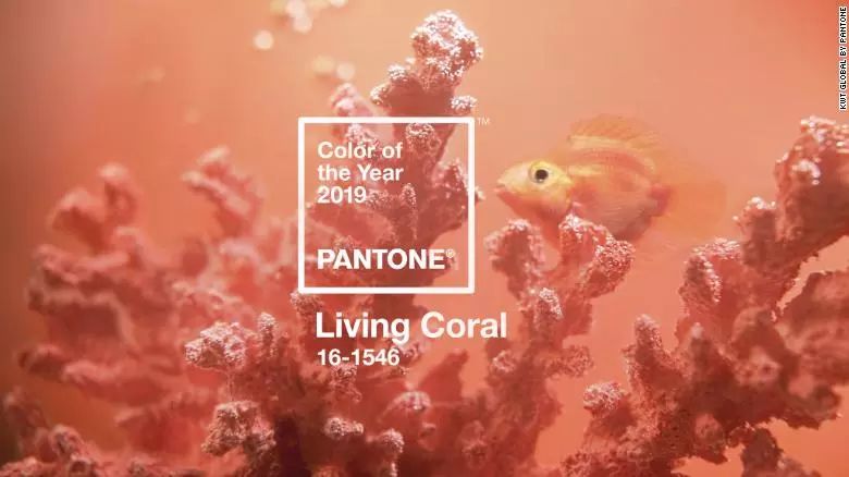 2019年度流行色出炉 living coral