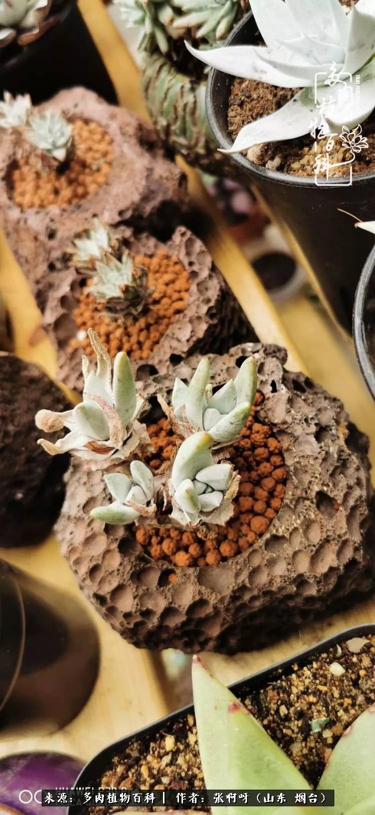 开挂区养多肉四年,分享一下个人养护经验!