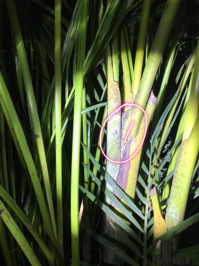 散尾葵根部有很多小黑点?是虫粪在作怪,做到4点,新枝疯长爆盆