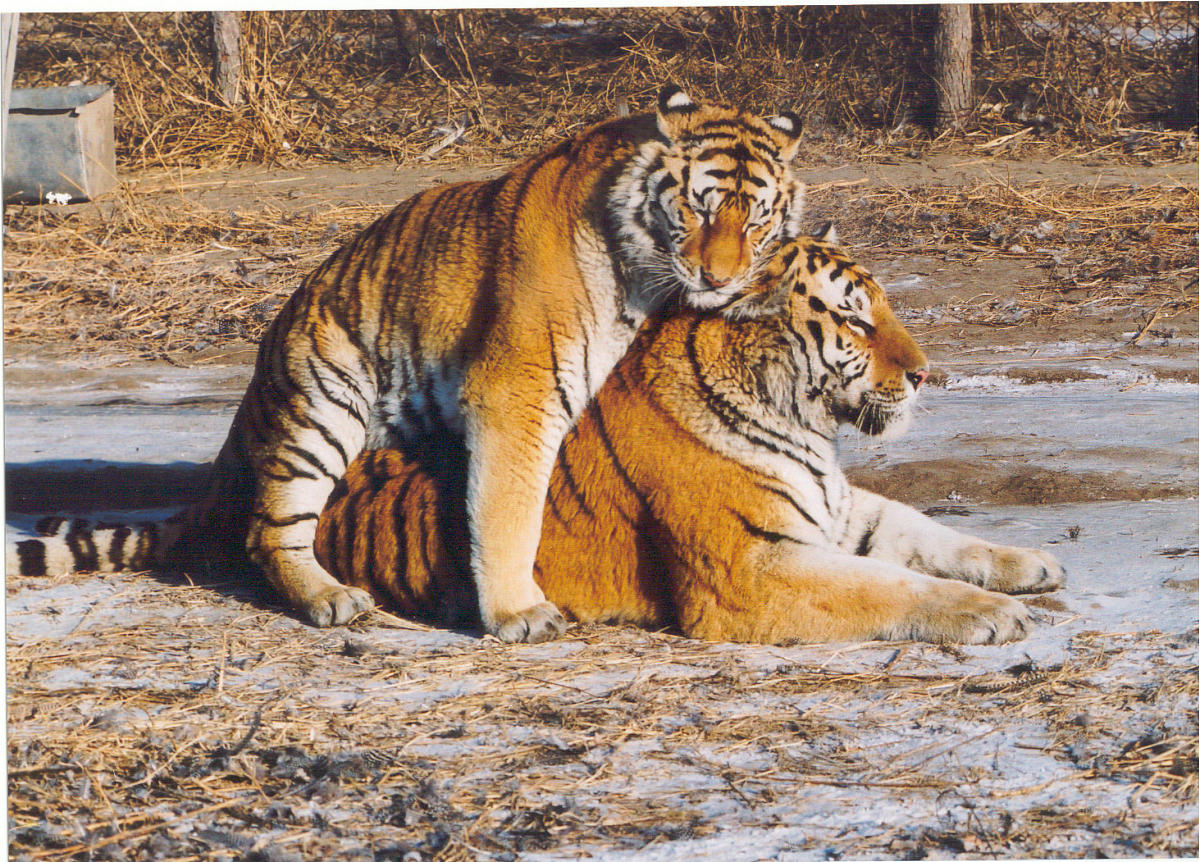 属虎的和什么属相的人最合适属虎和属蛇的婚配好不好