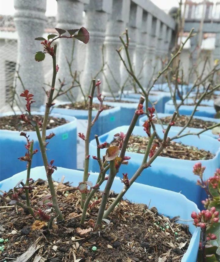 要是你所处地区冬天温度不是特别的低(零下15度以上),露养的盆栽月季