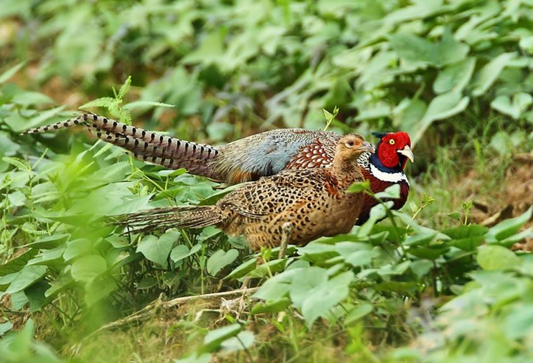 农村一种凤凰鸡,以前山上经常见到,现在养殖年纯收入80万元