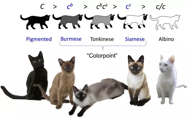 繁育干货:猫的花色分类和遗传规律