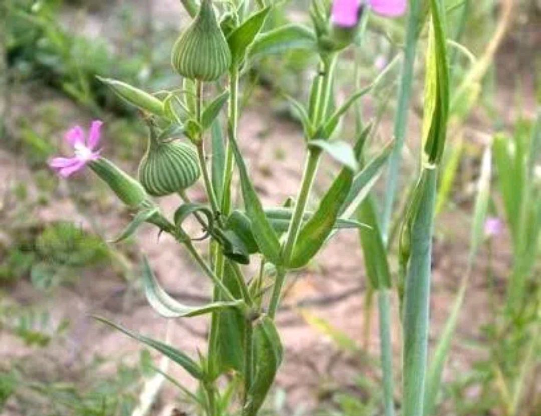 小葫芦草(散文)