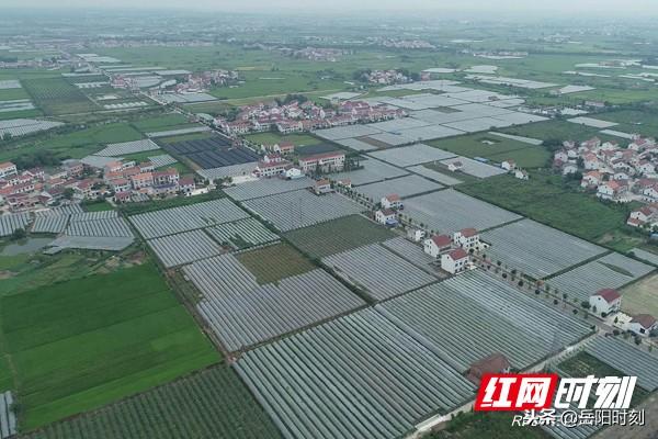 「亮鎮」新牆鎮 筻口鎮:果濃小鎮萬米瓜果飄香