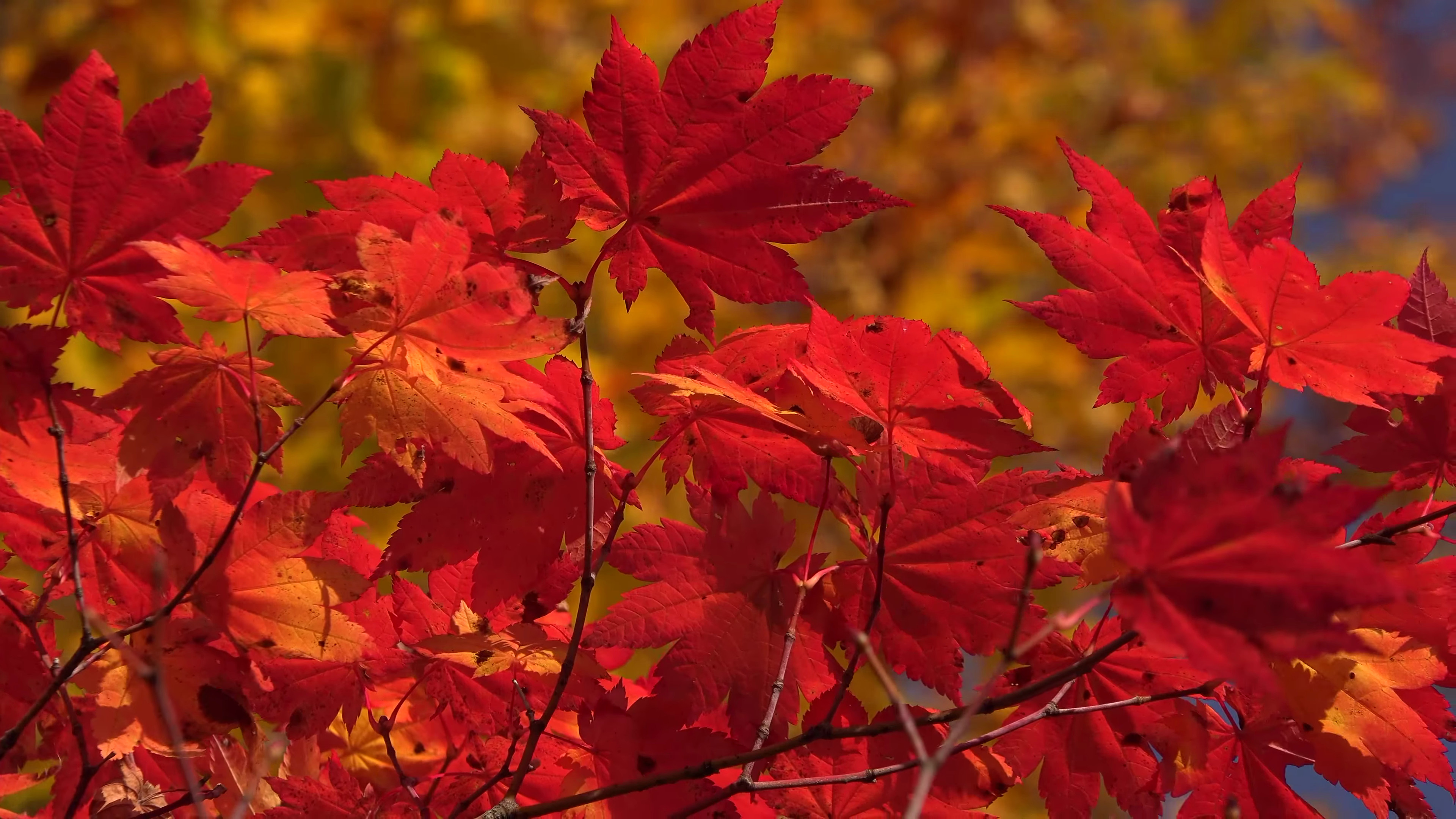 紅葉