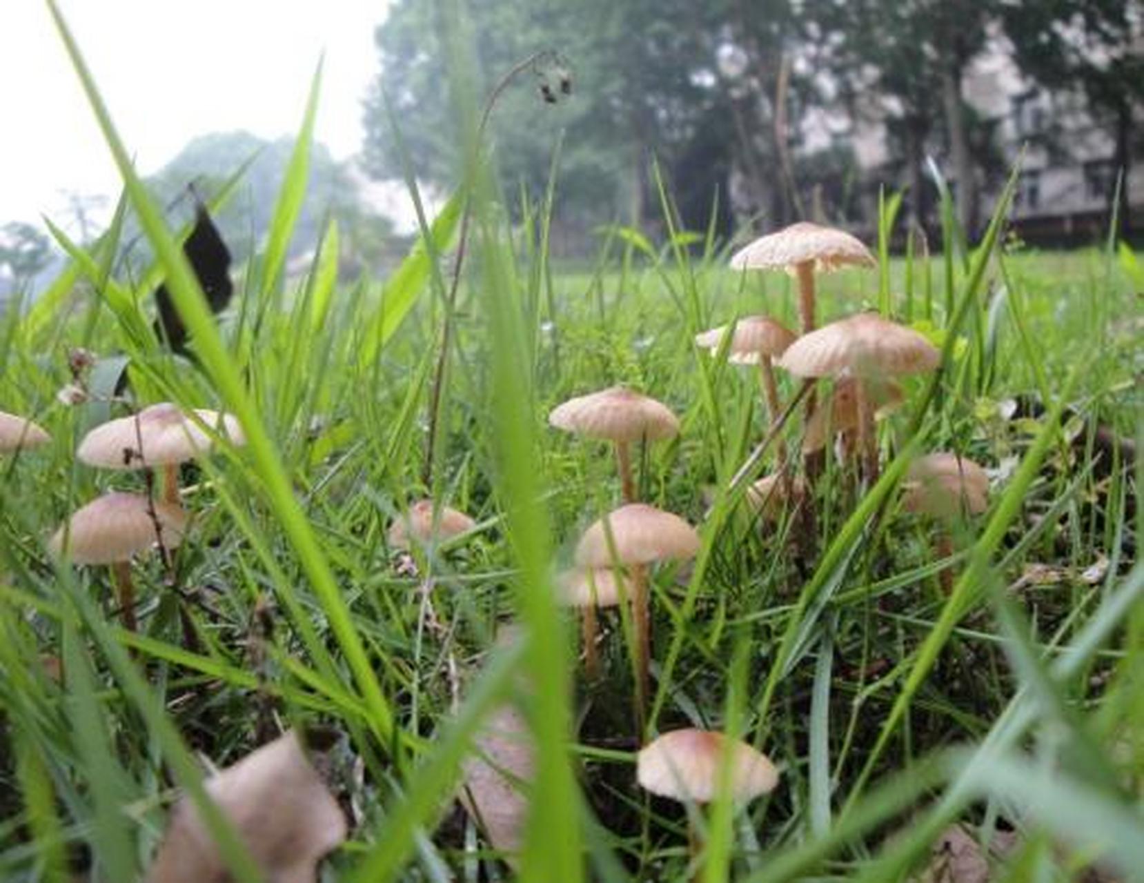 科普知识竞赛#【科普小知识】硬柄小皮伞又称硬柄皮伞,仙环上皮伞.