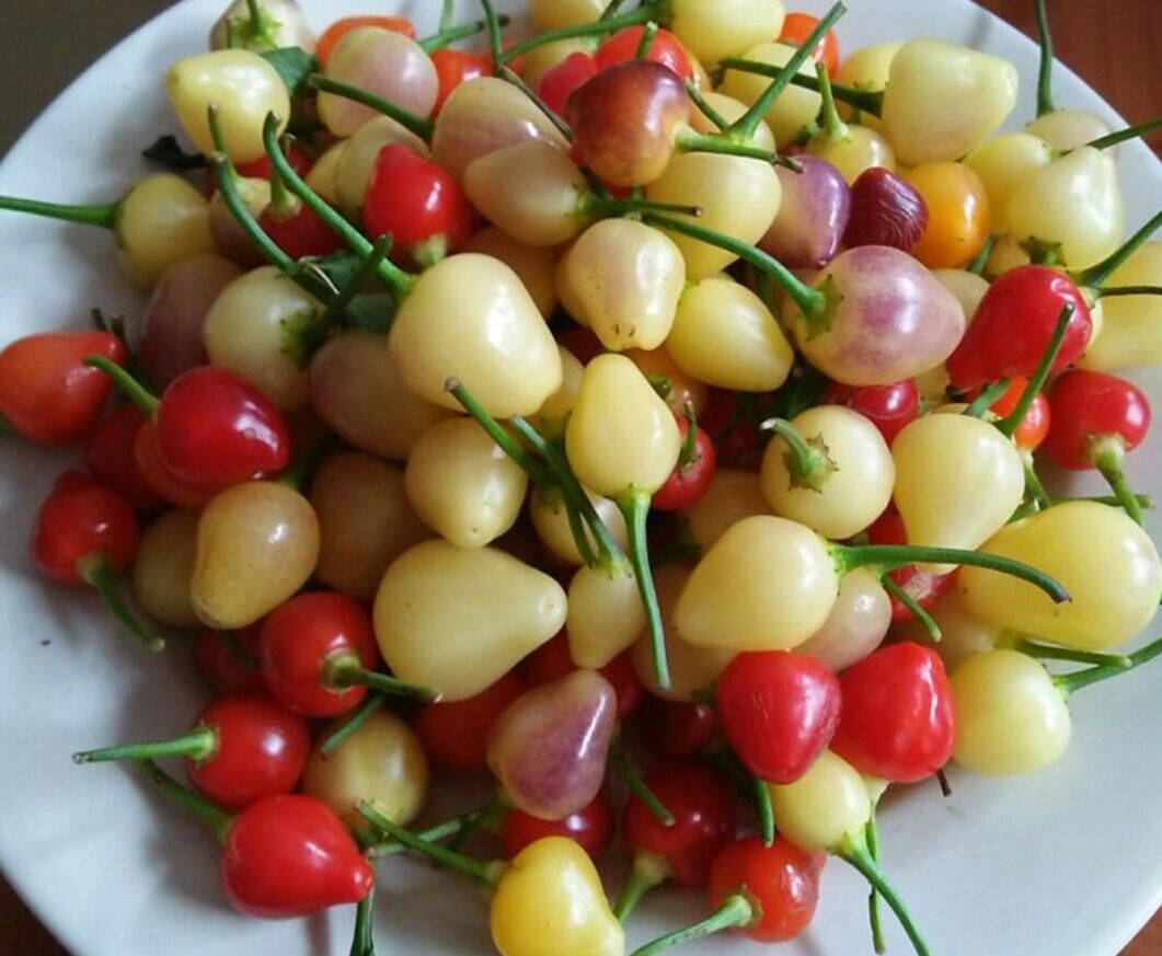 好看的小彩椒,大家欣赏一下