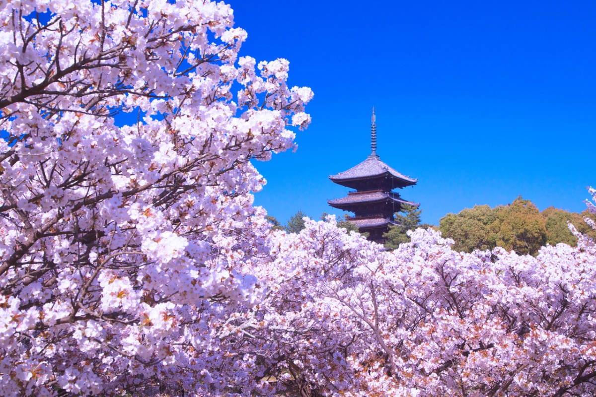 京都鸭川樱花图片