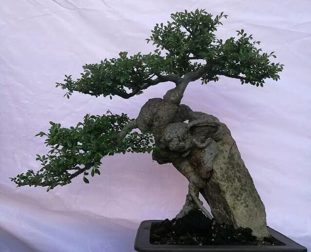 图中的这些附石盆景很是霸气.