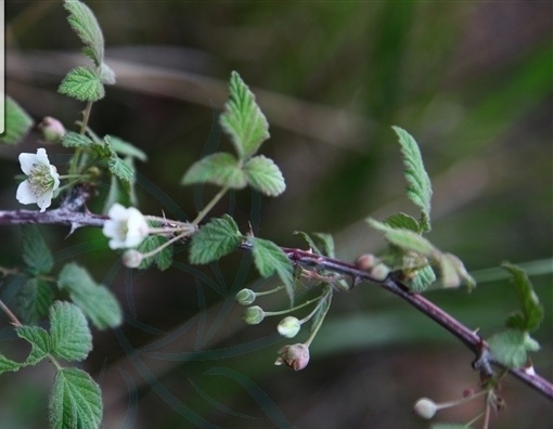 对粉枝莓你了解多少?我猜这些你不知道