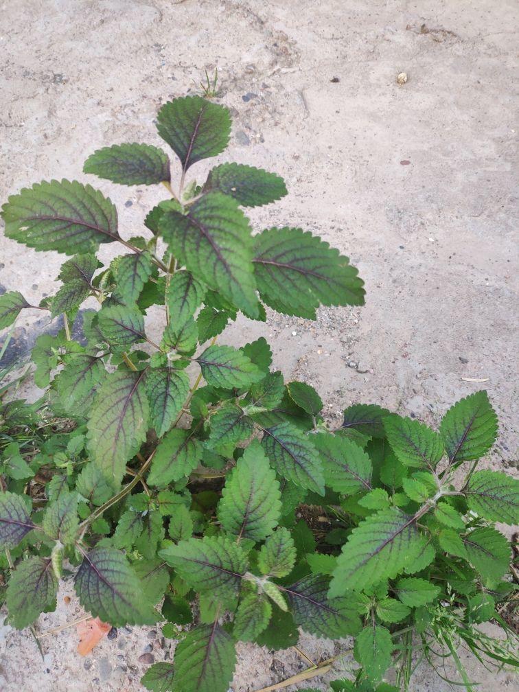 农村常见的5种野生蔬菜,城里人贼喜欢,健康美味有营养