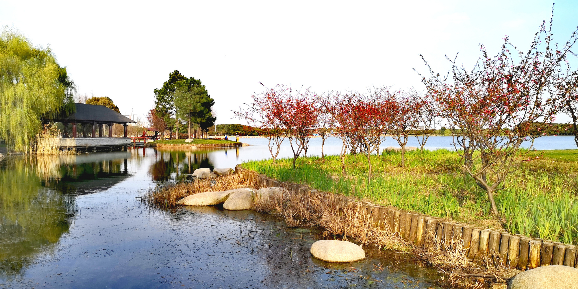 终于解禁了!吴江胜地公园的春花总算没有白开