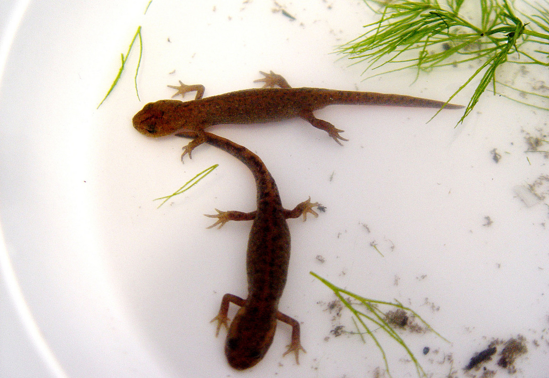 娃娃鱼体型大,栖息于山区溪流,是珍稀野生动物;蝾螈体型小,多栖息于