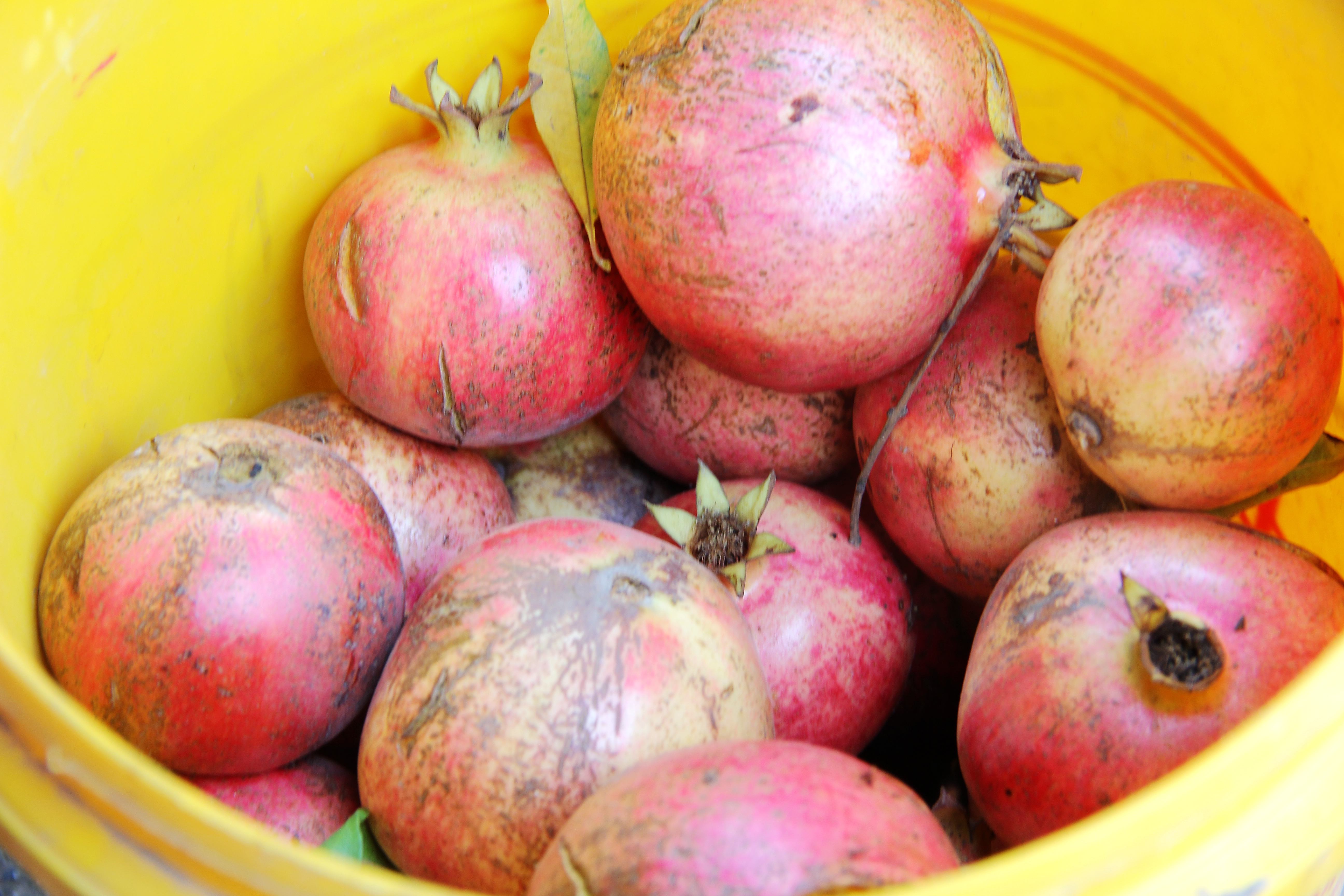 这棵老石榴树可是有不少人"惦记",上门找罗老爷子想买走做景观树,前几