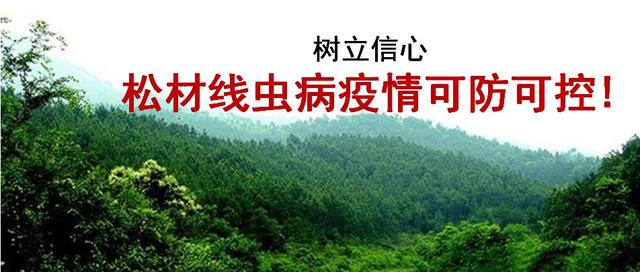 材松线虫 - 2020年最新商品信息聚合专区 - 百度爱采购