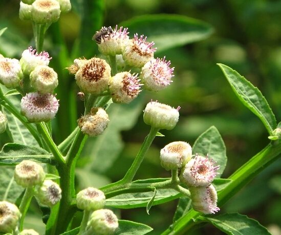 山里几种野生植物,对常见生活疾病有一定疗效,一起来了解它们吧