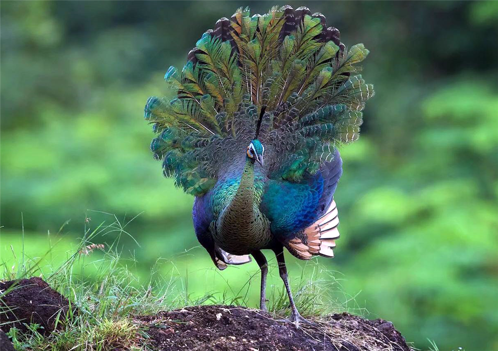 云南红河谷有种最漂亮的鸟,求偶时一天开屏20次,饿急了会捕食蛇