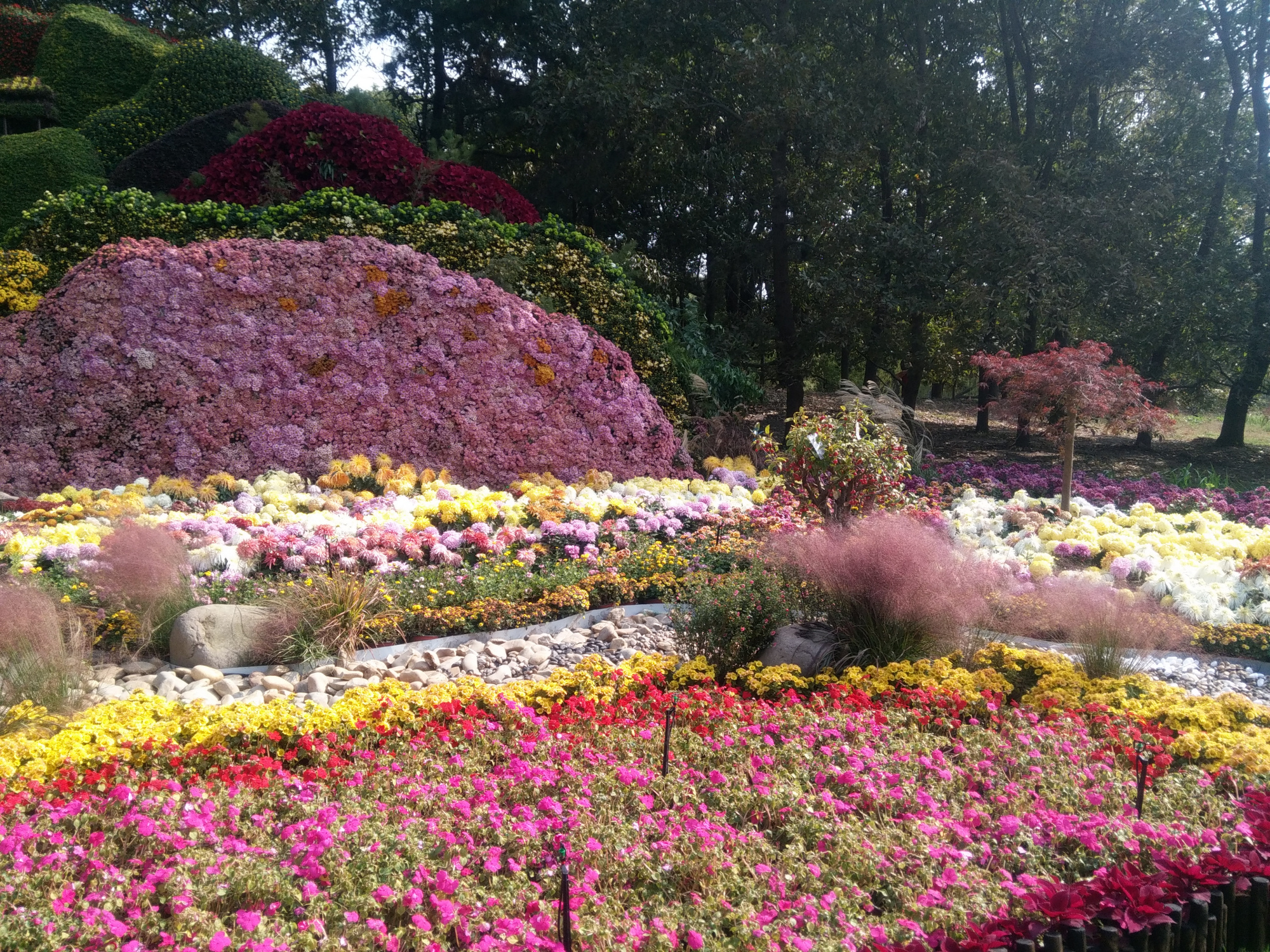 菊花铺就的绝美景色,中国菊花展名不虚传