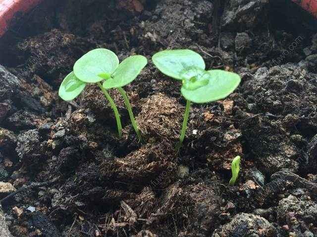 春天的時候播下種子,百香果發芽也特別快,兩週左右就能發芽了.