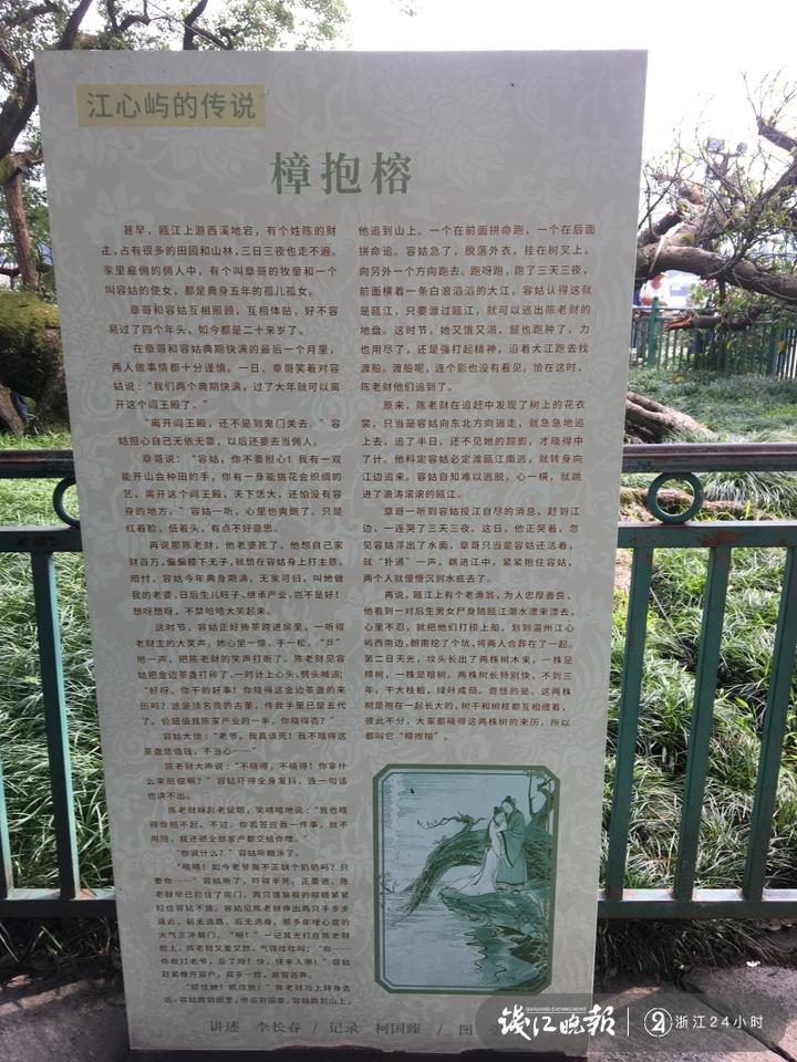 古樟树与古榕树合抱,温州江心屿有处著名的"樟抱榕",500年榕树在风雨