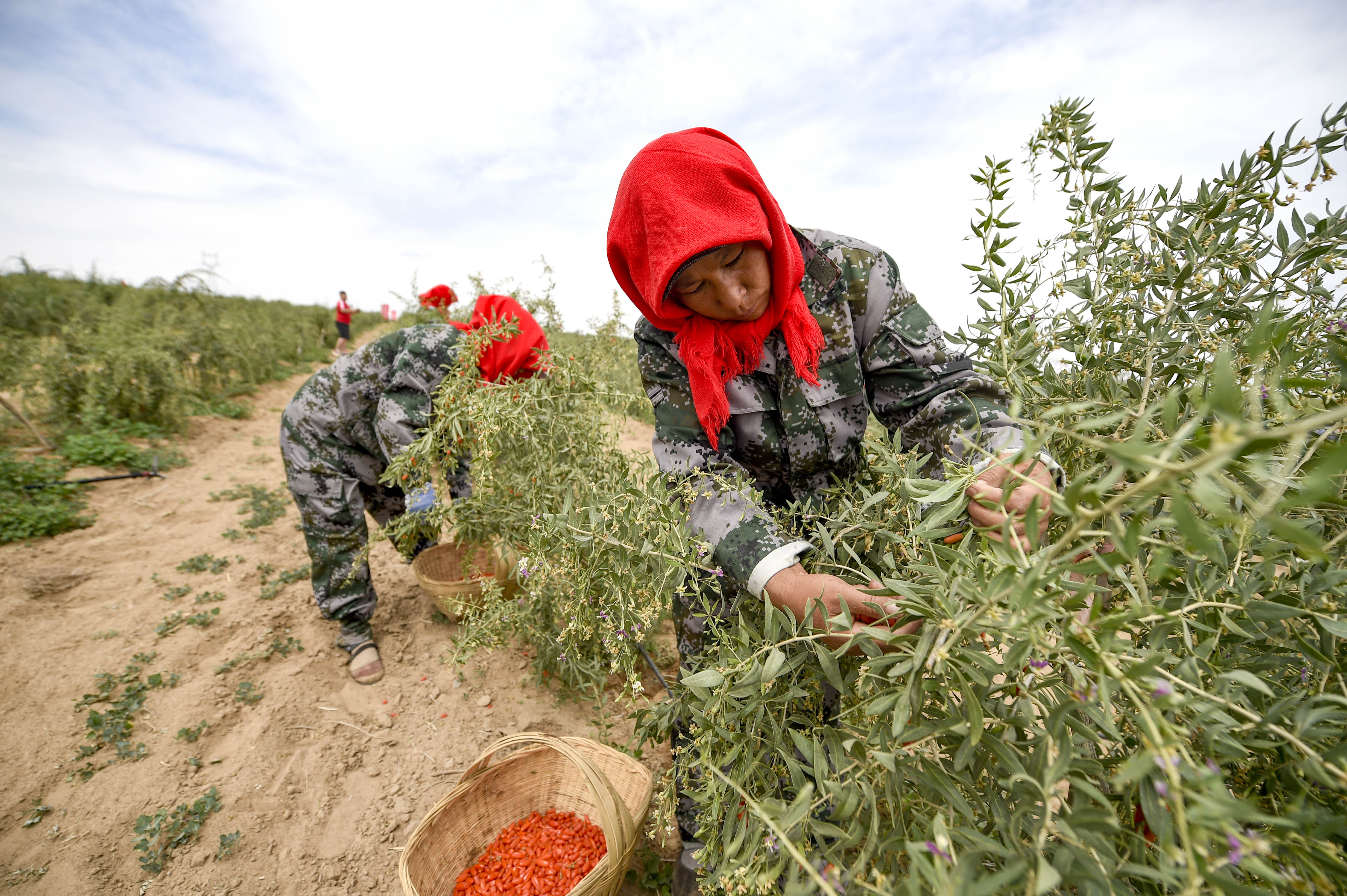 宁夏:头茬枸杞采摘忙