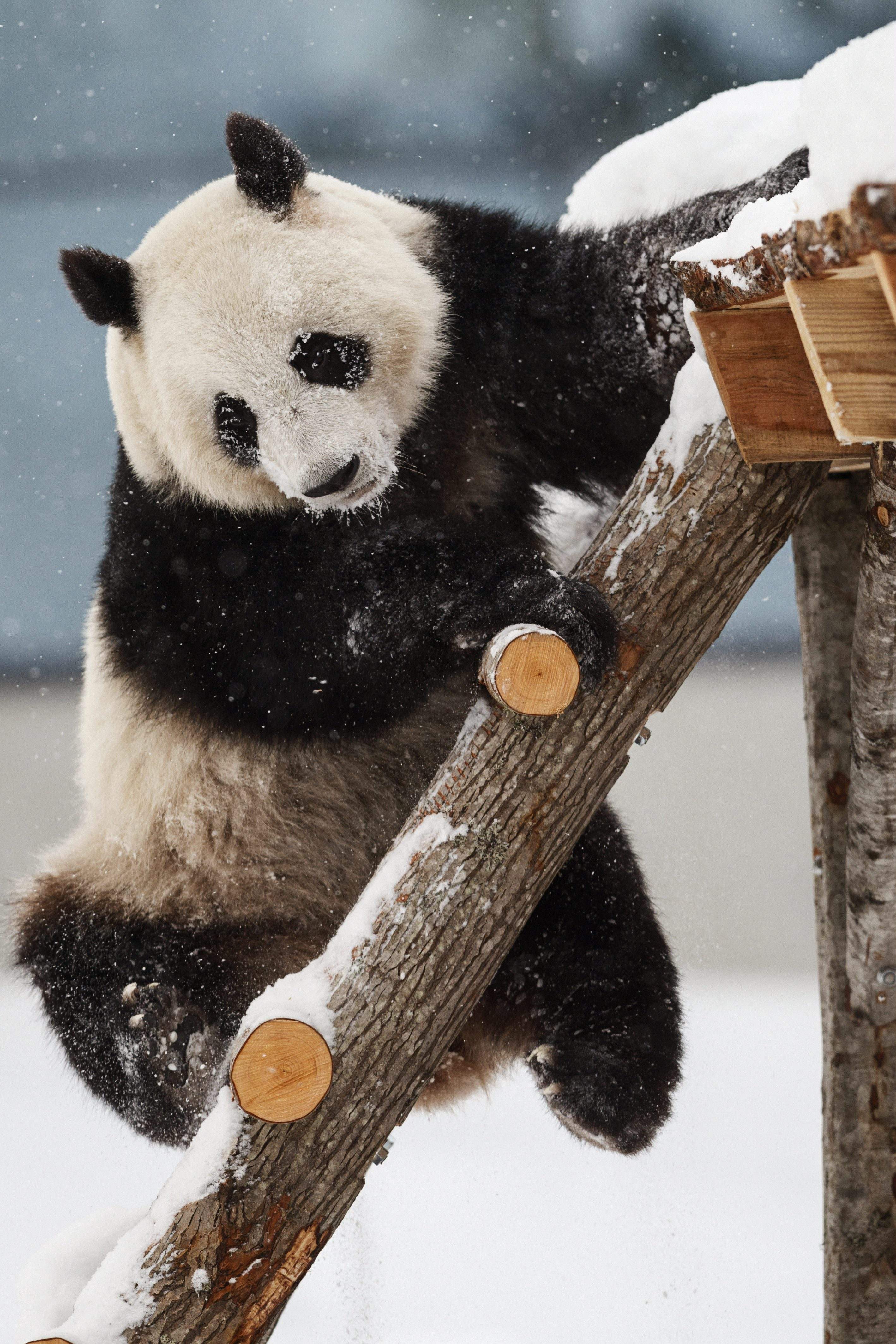 [9](外代二线)大熊猫亮相芬兰艾赫泰里动物园