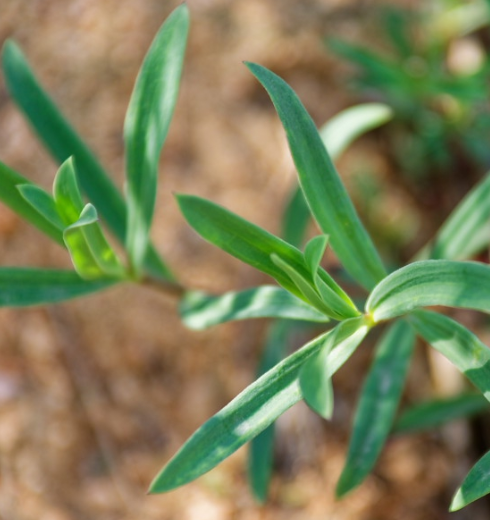 其实,这些方言中的名字也都是音译,胶东人是将霞草叫做山蚂蚱菜的