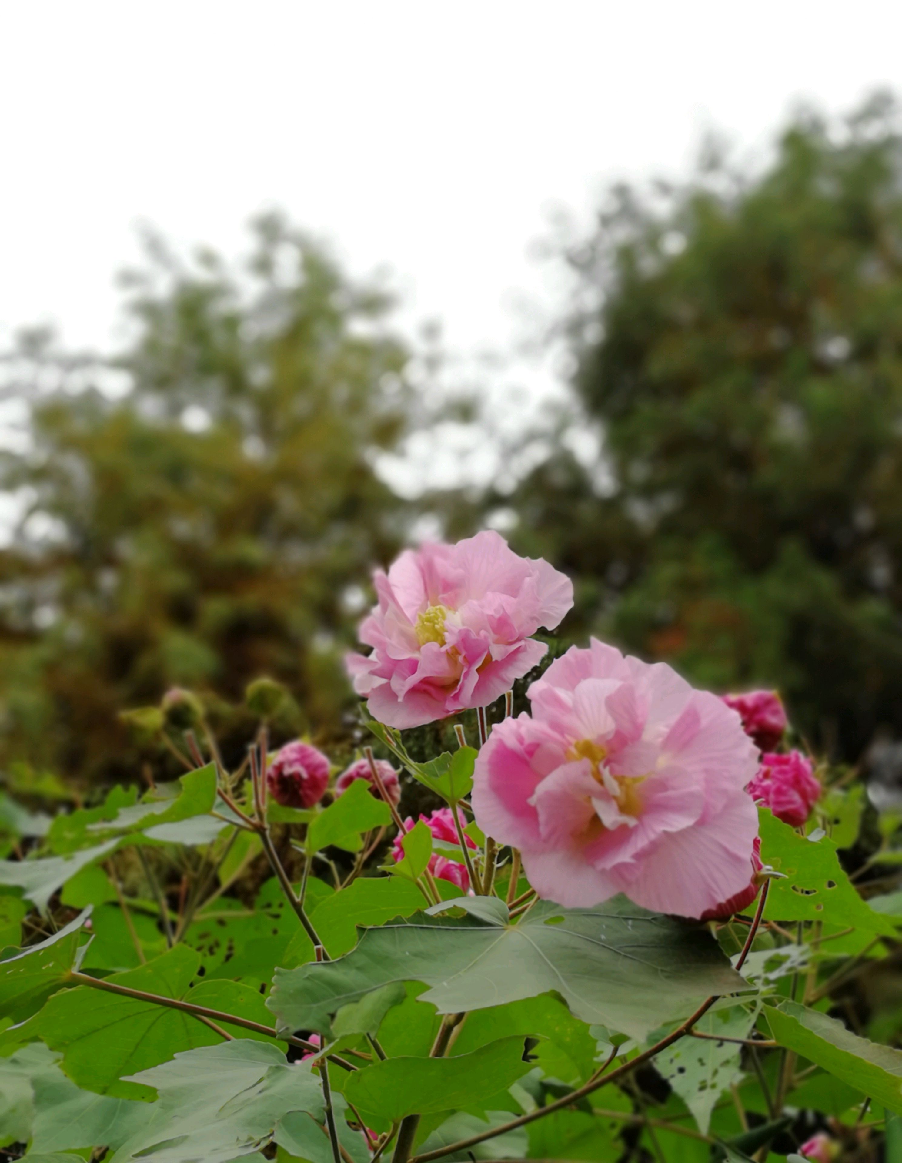 鲜艳明媚木芙蓉