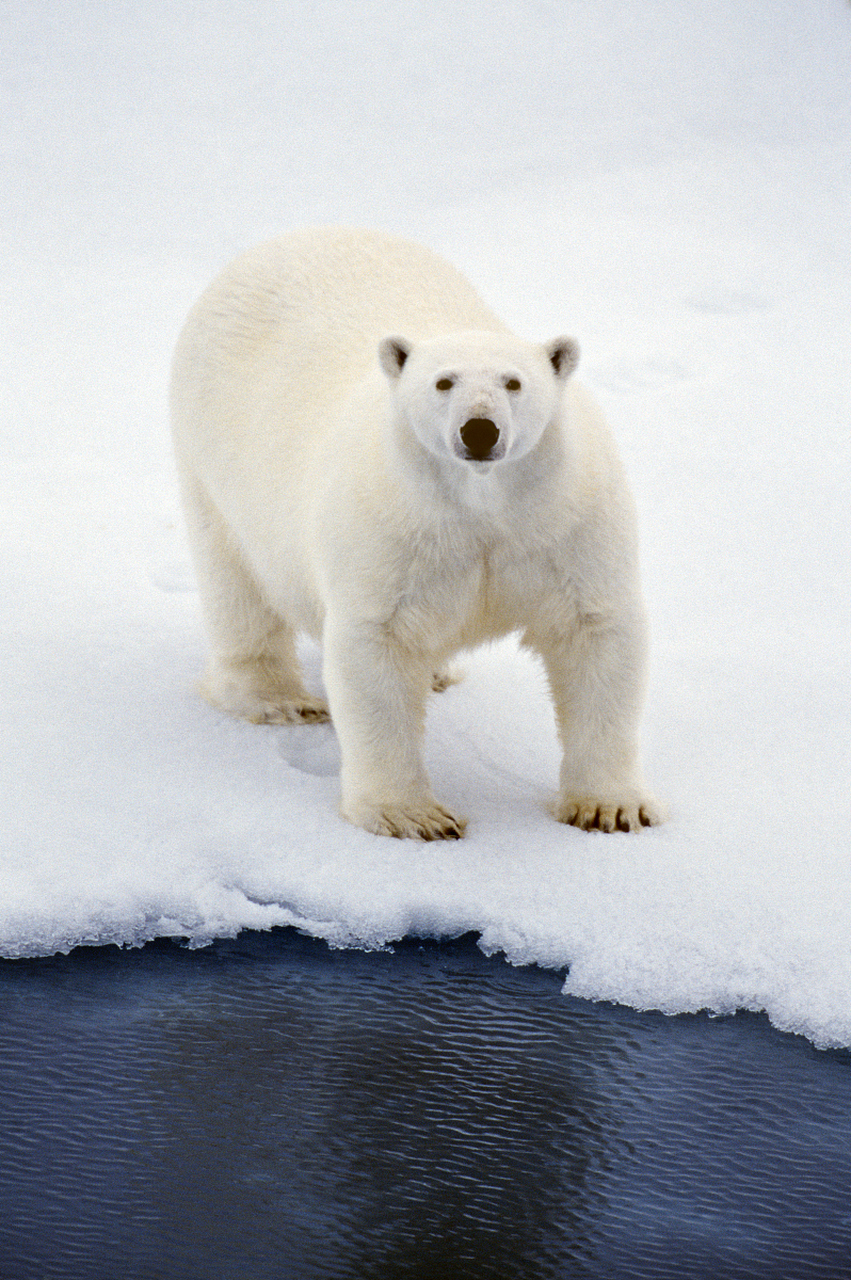 [樱花]#动物# #北极熊