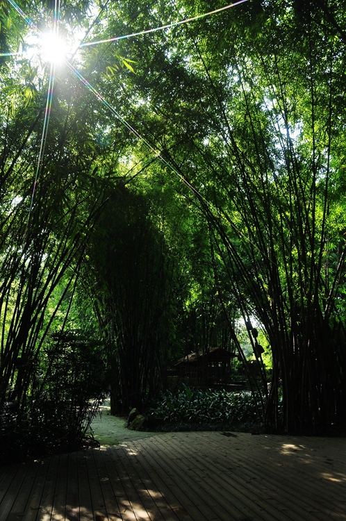 成都锦江西岸望江楼公园景色秀丽,你欣赏过吗? 太阳光透过竹林的间隙.
