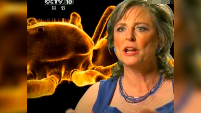 杀手昆虫大战,刺激你的脑细胞!