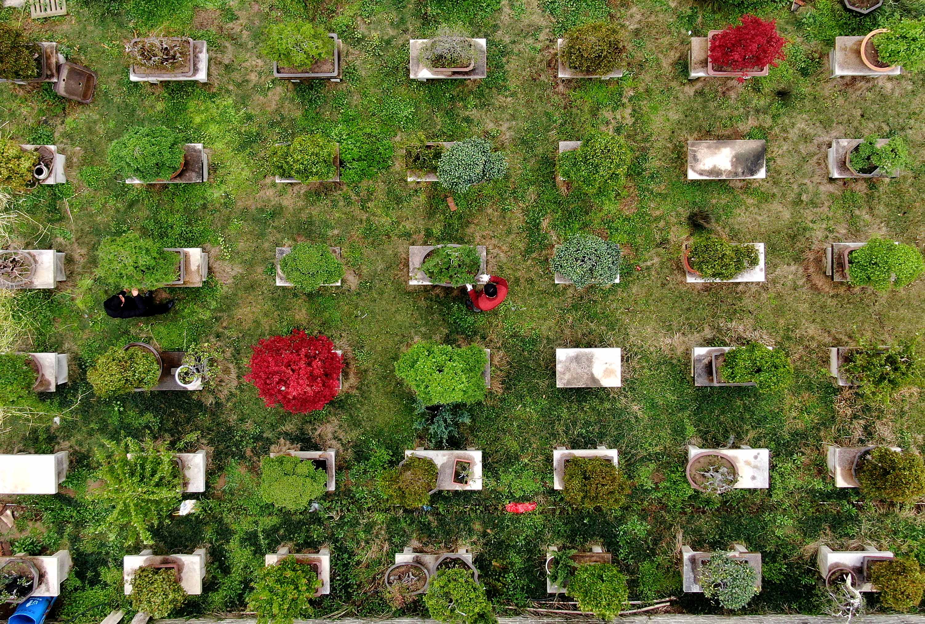 河南潢川:"花木之乡"的"美丽经济"(2)