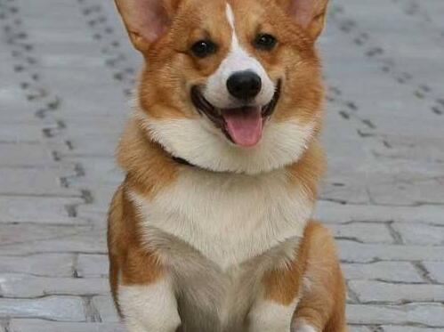 世界上腿最短的狗——威尔士柯基犬